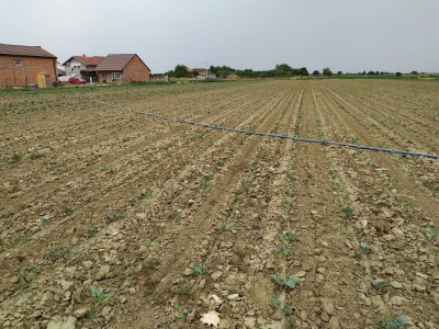 Uzgoj kupusa u Futogu