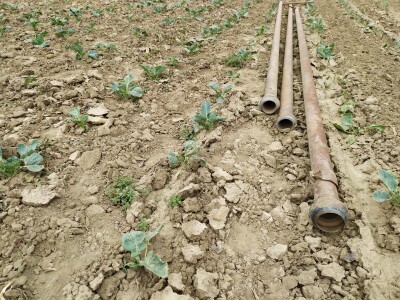 Uzgoj kupusa u Futogu