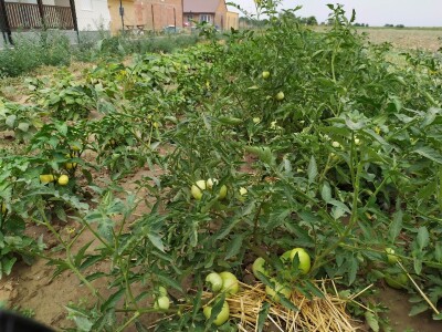 Uzgoj kupusa u Futogu