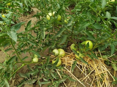 Uzgoj kupusa u Futogu