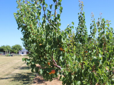Uzgoj marelica u Aljmašu, Poljoprivredni obrt Škobić