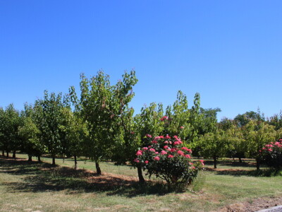 Uzgoj marelica u Aljmašu, Poljoprivredni obrt Škobić