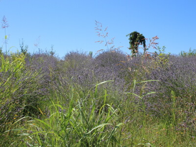 Uzgoj marelica u Aljmašu, Poljoprivredni obrt Škobić
