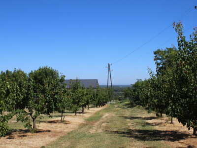 Uzgoj marelica u Aljmašu, Poljoprivredni obrt Škobić