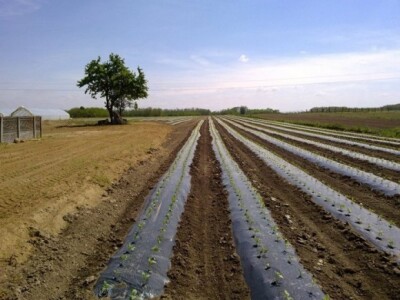 Uzgoj na poljima kooperanata