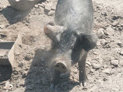 Uzgoj moravke Uzgoj moravke