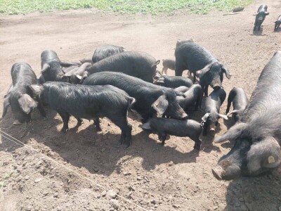 Uzgoj moravke Uzgoj moravke