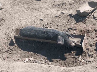 Uzgoj moravke Uzgoj moravke