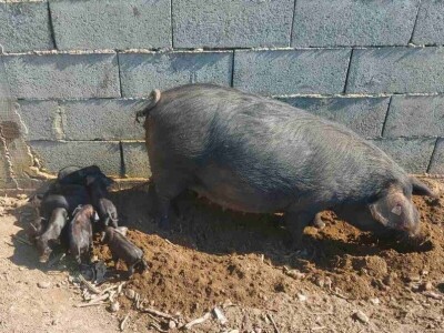 Uzgoj moravke Uzgoj moravke