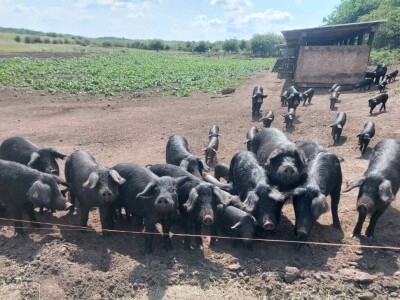 Uzgoj moravke Uzgoj moravke