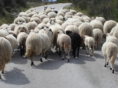 Uzgoj ovaca i janjaca - buduća djelatnost BPZ Imoćanka