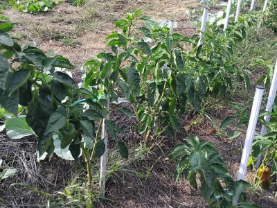 Uzgoj paprika