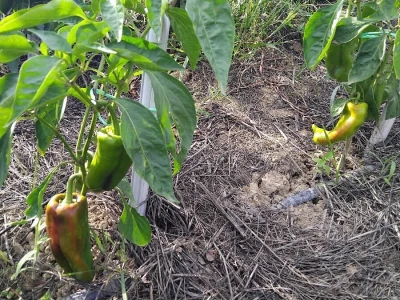 Uzgoj paprika