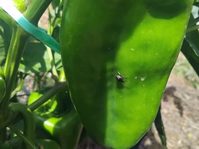 Uzgoj paprika