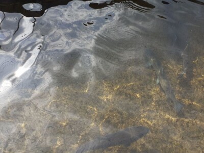 Uzgoj pastrve - tvrtka V.I.R.I.B.U.S.