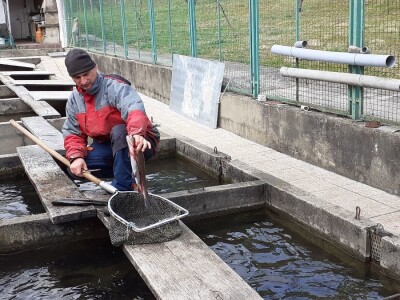 Uzgoj pastrve - tvrtka V.I.R.I.B.U.S.