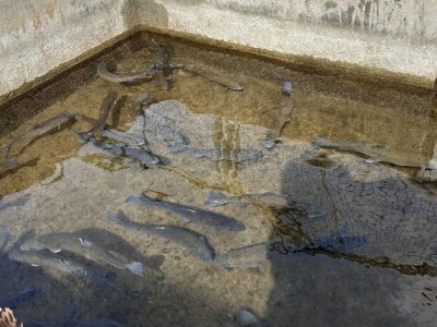 Uzgoj pastrve - tvrtka V.I.R.I.B.U.S.