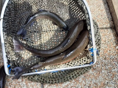 Uzgoj pastrve - tvrtka V.I.R.I.B.U.S.