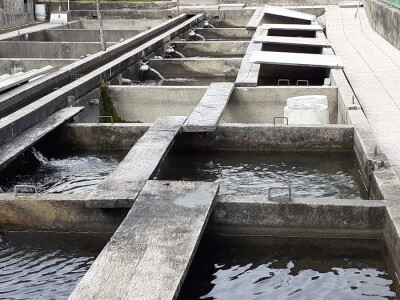 Uzgoj pastrve - tvrtka V.I.R.I.B.U.S.