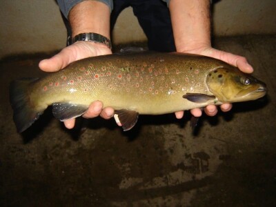 Uzgoj pastrve - tvrtka V.I.R.I.B.U.S.