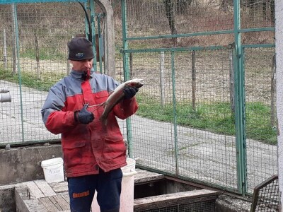 Uzgoj pastrve - tvrtka V.I.R.I.B.U.S.