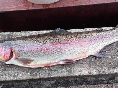 Uzgoj pastrve - tvrtka V.I.R.I.B.U.S.