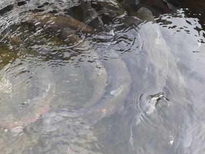 Uzgoj pastrve - tvrtka V.I.R.I.B.U.S.