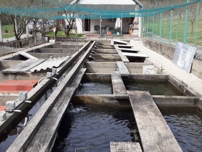 Uzgoj pastrve - tvrtka V.I.R.I.B.U.S.