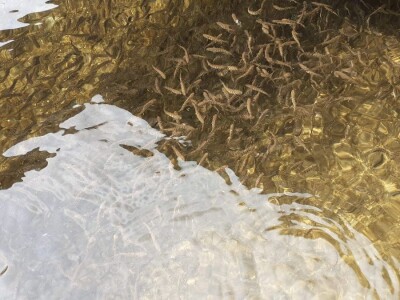 Uzgoj pastrve - tvrtka V.I.R.I.B.U.S.