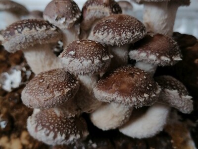 Uzgoj pečuraka Uzgoj pečuraka