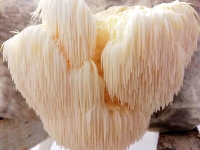 Uzgoj pečuraka Uzgoj pečuraka