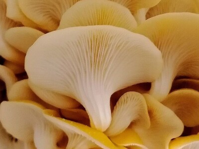 Uzgoj pečuraka Uzgoj pečuraka