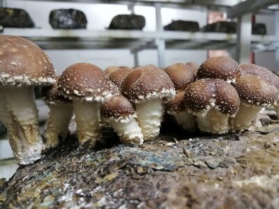 Uzgoj pečuraka Uzgoj pečuraka