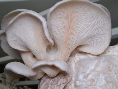 Uzgoj pečuraka Uzgoj pečuraka