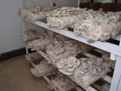 Uzgoj pečuraka Uzgoj pečuraka