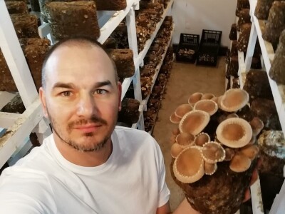 Uzgoj pečuraka Uzgoj pečuraka