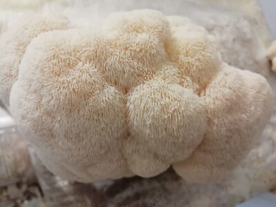 Uzgoj pečuraka Uzgoj pečuraka