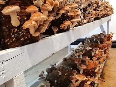 Uzgoj pečuraka Uzgoj pečuraka