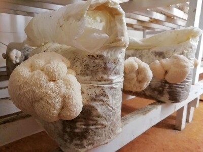 Uzgoj pečuraka Uzgoj pečuraka