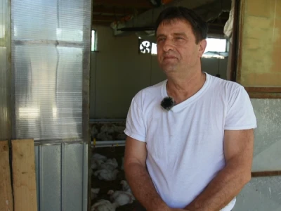 Uzgoj pilića