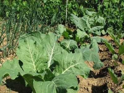 Uzgoj povrća u eko-vrtu OPG Vedran Pezelj u Trilju