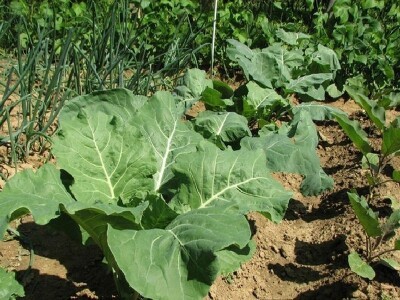 Uzgoj povrća u dalmatinskom kršu