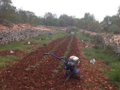 Uzgoj povrća-krumpira u dalmatinskim vrtačama