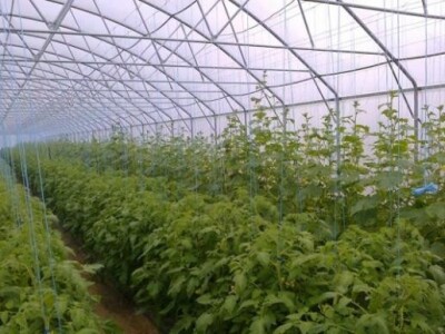 Uzgoj povrća u plasteniku