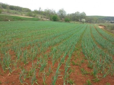 Uzgoj Prolićeva češnjaka u podsvilajskoj zemlji crvenici