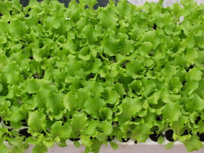 Uzgoj salate na otvorenom