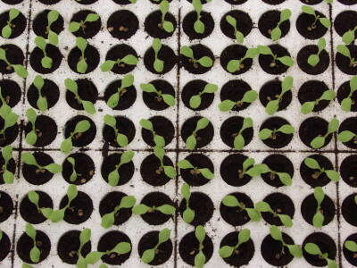 Uzgoj salate na otvorenom