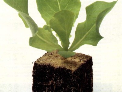 Uzgoj salate na otvorenom