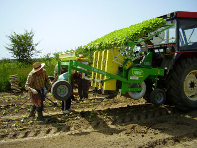 Uzgoj salate na otvorenom