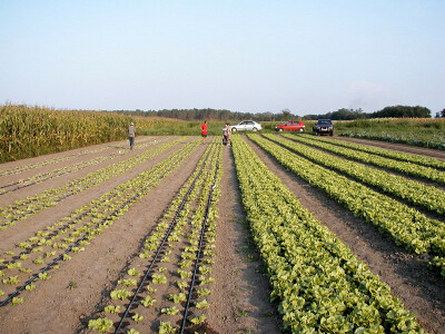 Uzgoj salate na otvorenom